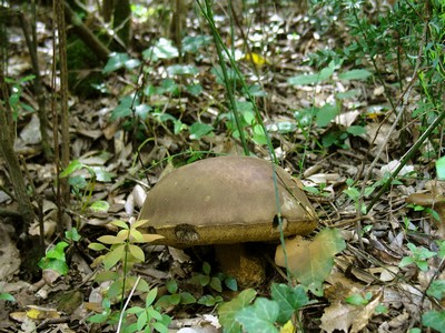 in bosco di leccio 4